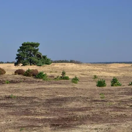 Comfortabel Tot Rust Komen In Het Veluwse Bos
