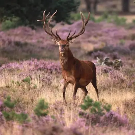 Comfortabel Tot Rust Komen In Het Veluwse Bos Holiday home