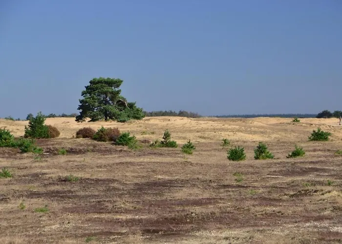 Comfortabel Tot Rust Komen In Het Veluwse Bos