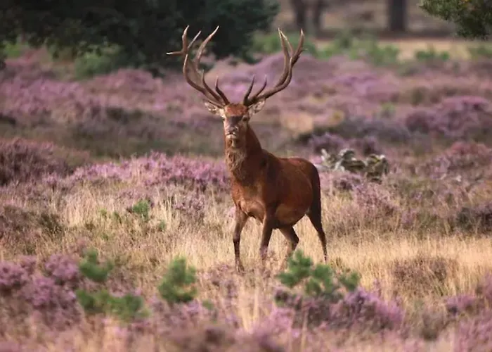Comfortabel Tot Rust Komen In Het Veluwse Bos Semesterbostad